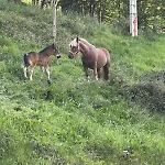 Pasiega Lo Bartulo * La Concha (San Roque de Riomiera)