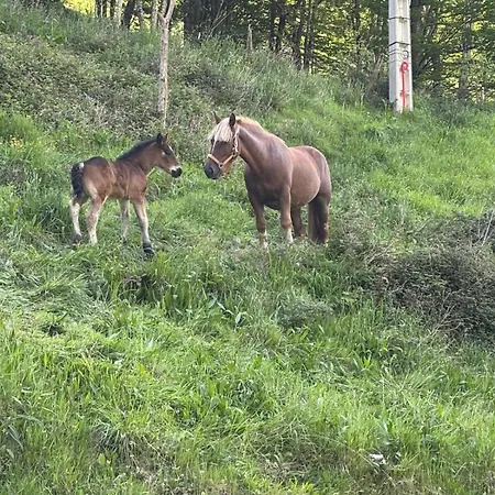 Pasiega Lo Bartulo * Ла-Конча